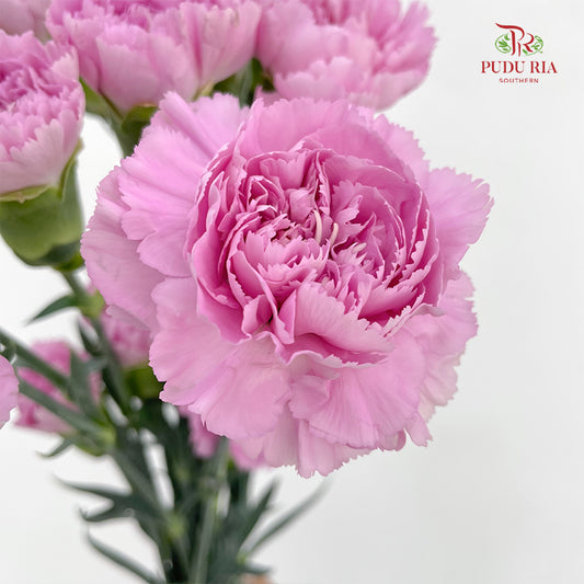 Carnation 康乃馨 Purple - (18-20 Stems)