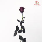 Rose Mondial Dyed Prune Amethyst (8-10 Stems) - Pudu Ria Florist Southern