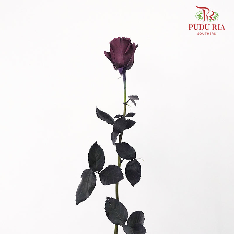 Rose Mondial Dyed Prune Amethyst (8-10 Stems) - Pudu Ria Florist Southern