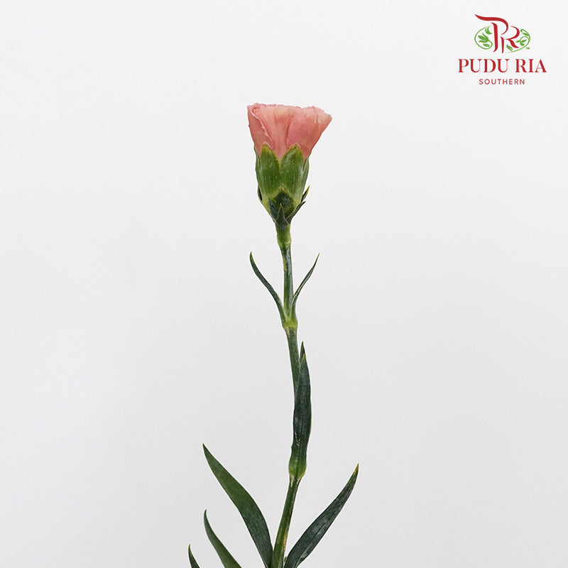 Carnation St Love Of Cuba (18-20 Stems) - Pudu Ria Florist Southern