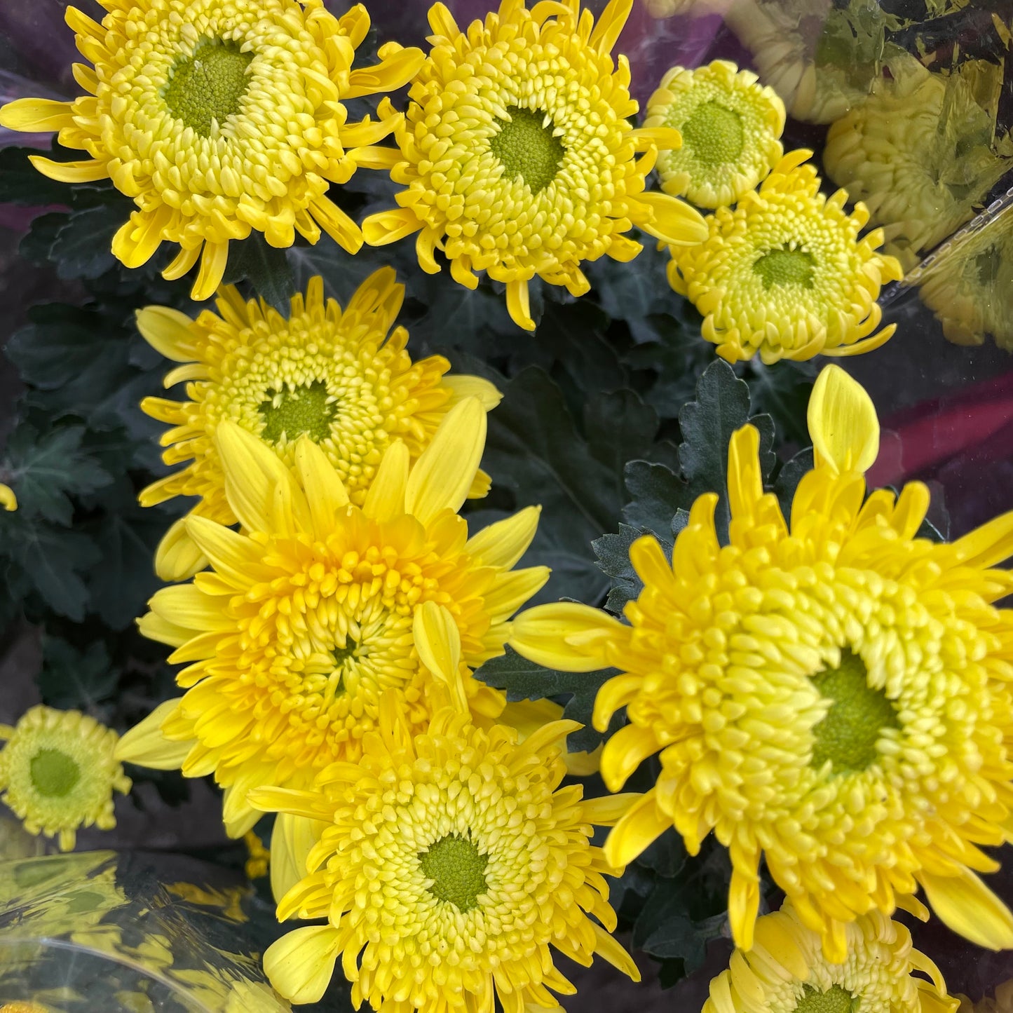 Chrysanthemum pom-pom (Small Potted) 菊花 2025