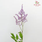 Astilbe Purple (4-5 Stems) - Pudu Ria Florist Southern