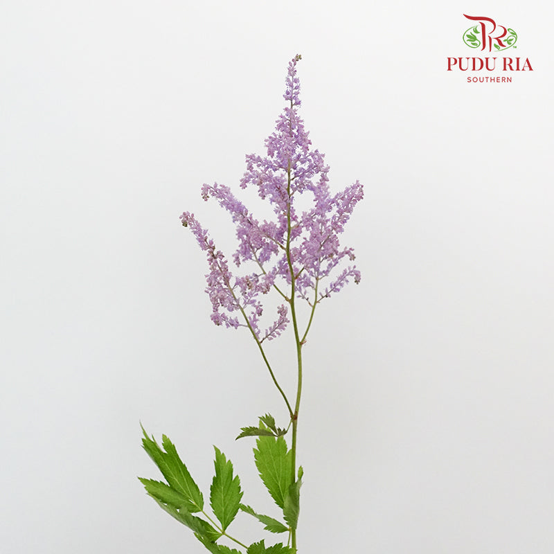 Astilbe Purple (4-5 Stems) - Pudu Ria Florist Southern