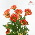 Chrysanthemum Calimero Pompom Rossi D Orange (10-12 Stems) - Pudu Ria Florist Southern
