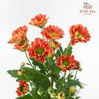 Chrysanthemum Calimero Pompom Rossi D Orange (10-12 Stems) - Pudu Ria Florist Southern