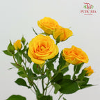 Rose Spray Yellow - (8-10 Stems)