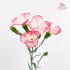 Carnation Spray Red - (18-20 Stems)