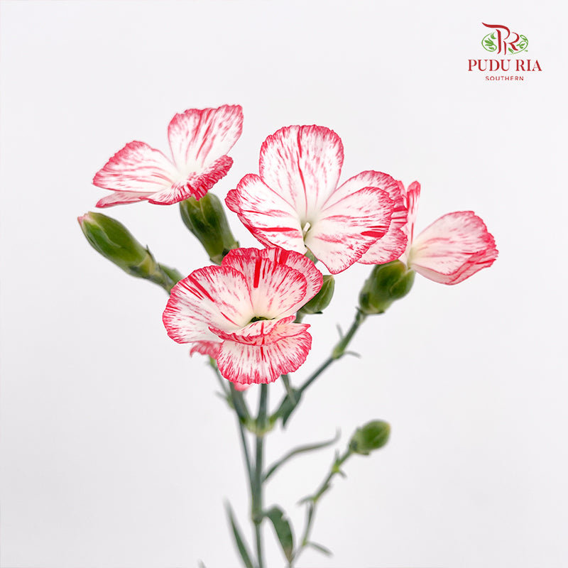 Carnation Spray Red - (18-20 Stems)