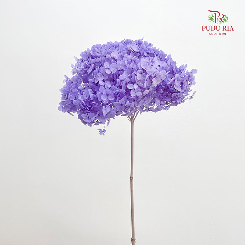 Preservative Hydrangea Purple - Per Stem