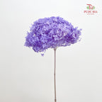 Preservative Hydrangea Purple - Per Stem