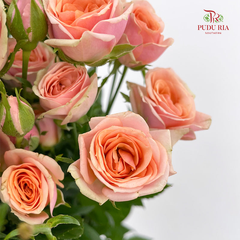 Rose Spray Dotey Lover - (8-10 Stems)