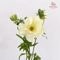 Ranunculus Butterfly Yellow 蝴蝶洋牡丹 - (Per Bundle)