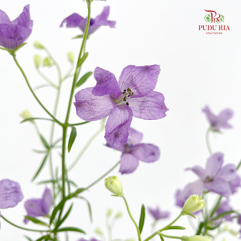 Delphinium Grandiflorum Purple - (2 Stems)