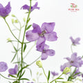 Delphinium Grandiflorum Purple - (2 Stems)