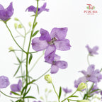Delphinium Grandiflorum Purple飞燕草 - (2 Stems)