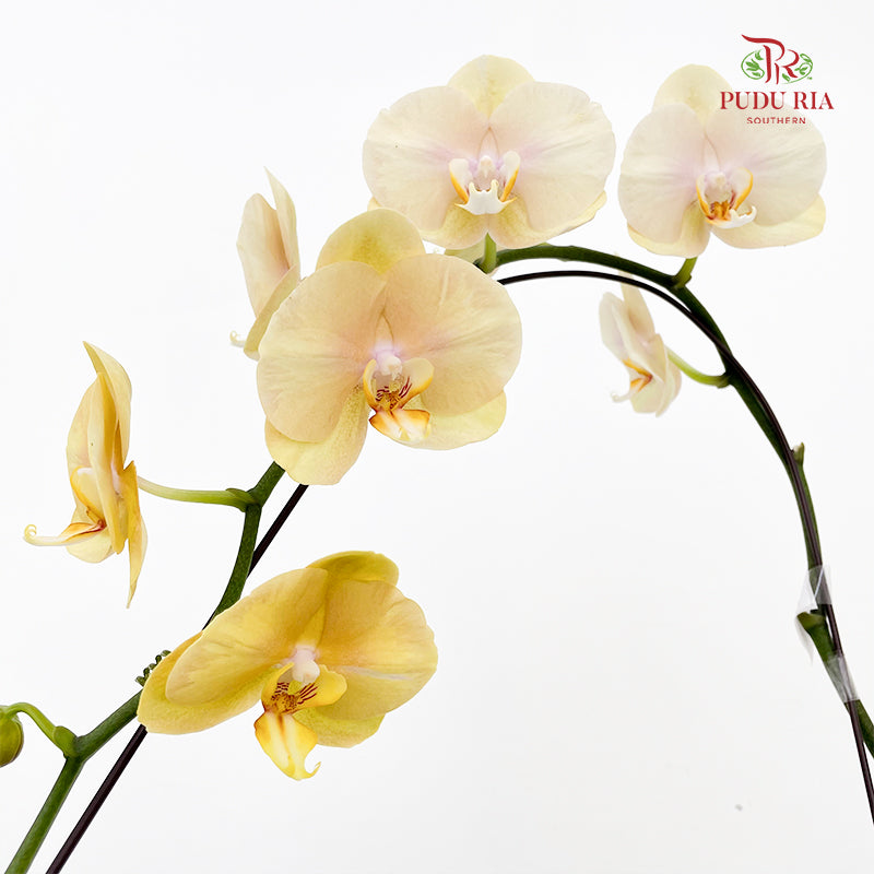 Phalaenopsis Orchid Yellow Center Pink Big Single Stem