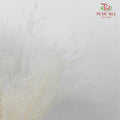 Dry Agrostis - Pudu Ria Florist Southern