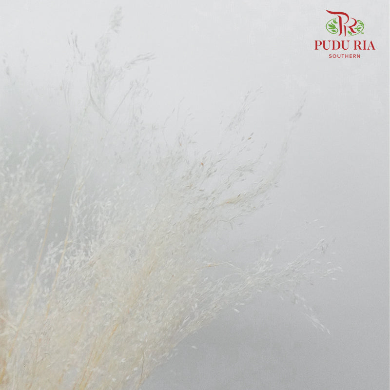Dry Agrostis - Pudu Ria Florist Southern