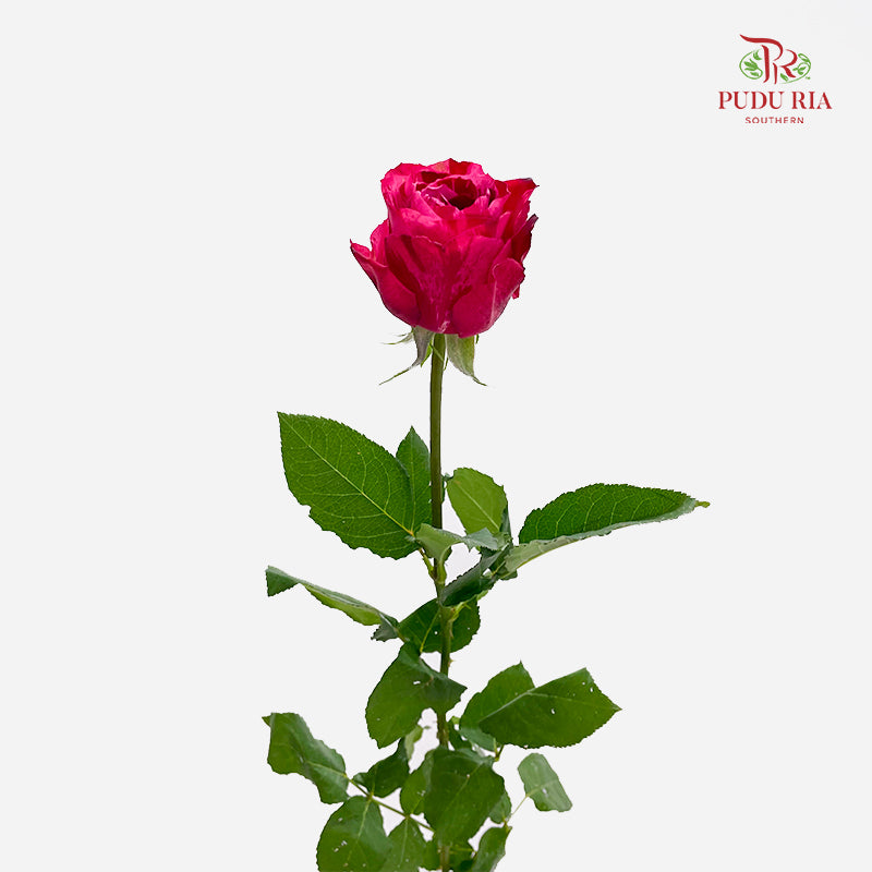 Rose Luck Fairy - (8-10 Stems)