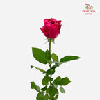 Rose Luck Fairy - (8-10 Stems)