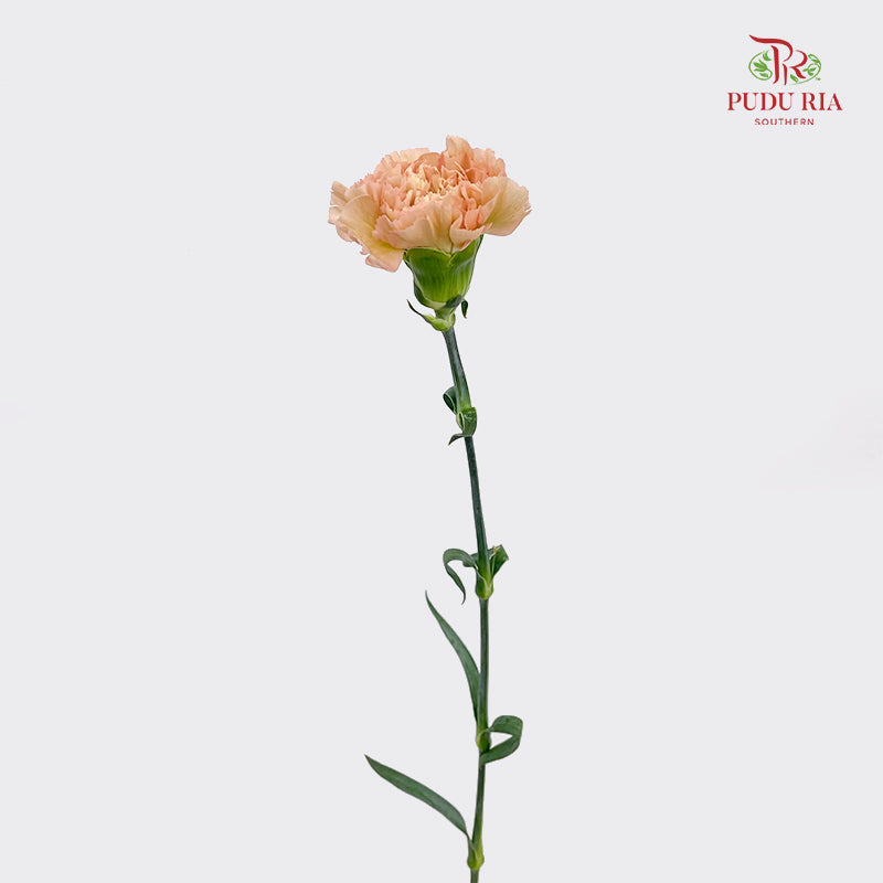 Carnation Pink / Brown 康乃馨 - (8-10 Stems)