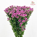 Chrysanthemum Santini / Calimero Mini Button Purple