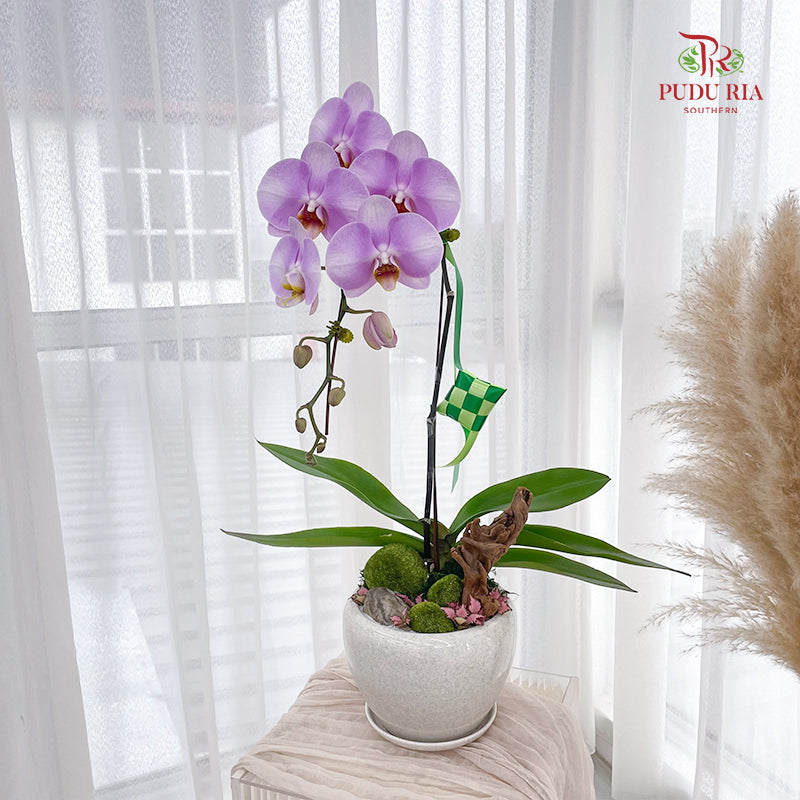 Hari Raya Phalaenopsis Orchid Arrangement (1 stems)