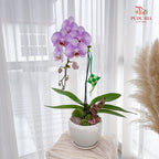 Hari Raya Phalaenopsis Orchid Arrangement (1 stems)