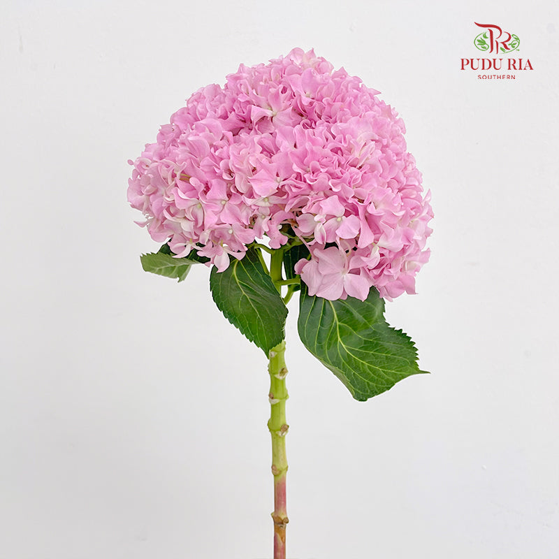 Hydrangea Pink Curly - (Per Stem)