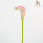 Calla Lily Pink 海芋 - (5 Stems)