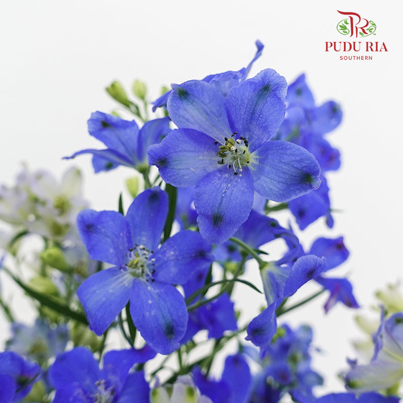 Delphinium Mini Blue - (5 Stems)