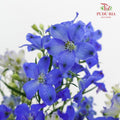 Delphinium Mini Blue 飞燕草 - (5 Stems)