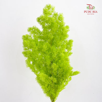 Preservative Asparagus Fern Green