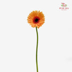 Gerbera Light Orange - (8-10 Stems)