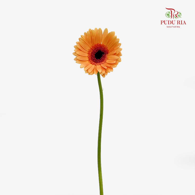 Gerbera Light Orange (8-10 Stems)