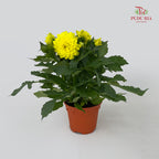 Dahlia Plant 大丽花