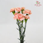 Carnation Vintage (8-10 Stems) - Pudu Ria Florist Southern