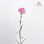 Carnation 康乃馨 Purple - (18-20 Stems)