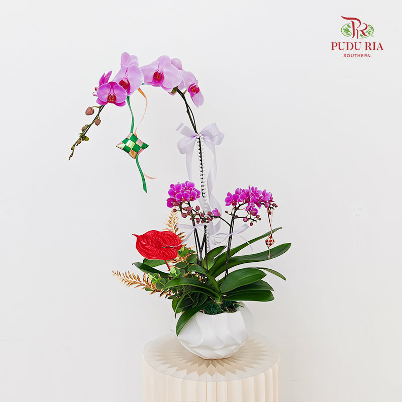 Hari Raya Arrangement - Phalaenopsis Orchid