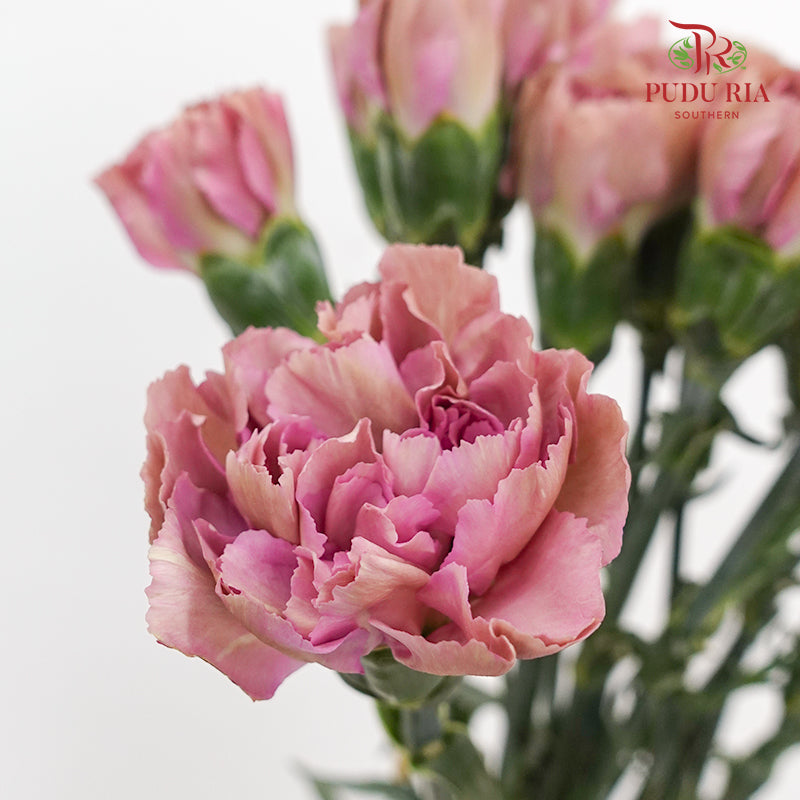 Carnation Sing Chen 星辰康乃馨 - (18-20 Stems)