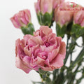 Carnation Sing Chen 星辰康乃馨 - (18-20 Stems)