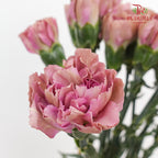 Carnation Sing Chen 星辰康乃馨 - (18-20 Stems)