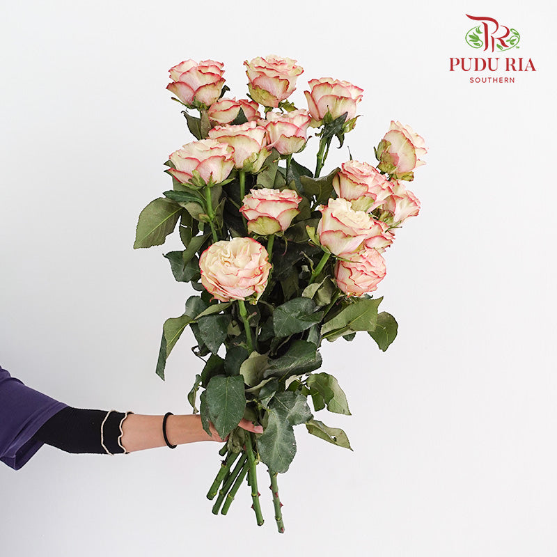Rose Country Candy - (15 Stems)