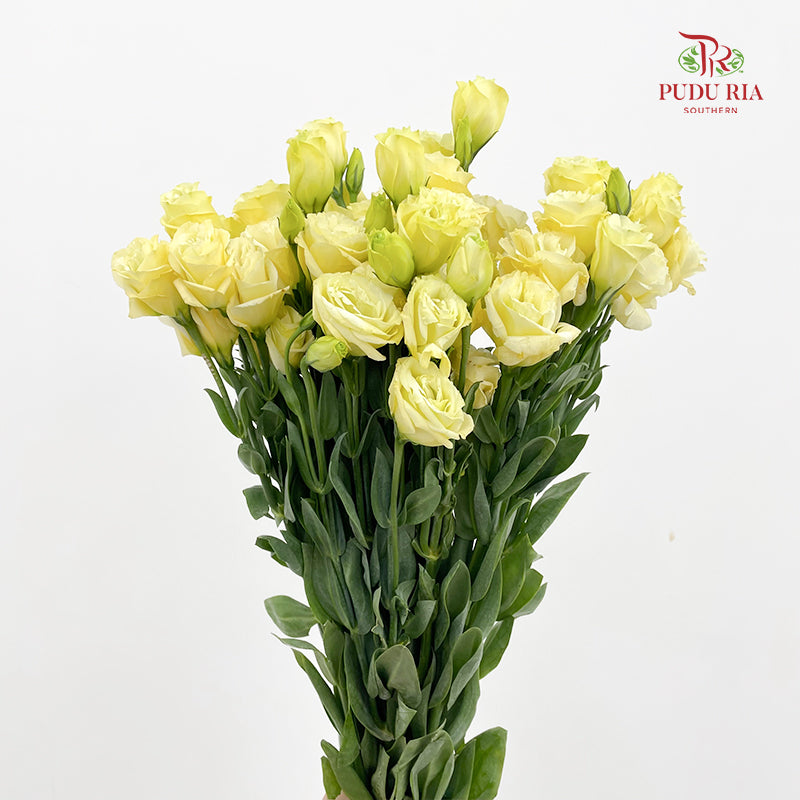 Eustoma Yellow - (12-15 Stems)