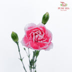 Carnation Spray Pink/White (18-20 Stems) - Pudu Ria Florist Southern