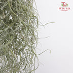 Hanging Air Plant