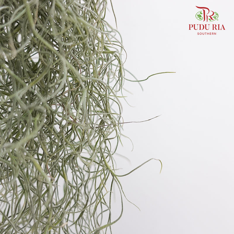Hanging Air Plant