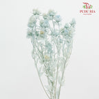 Dry Safflower - Light Blue