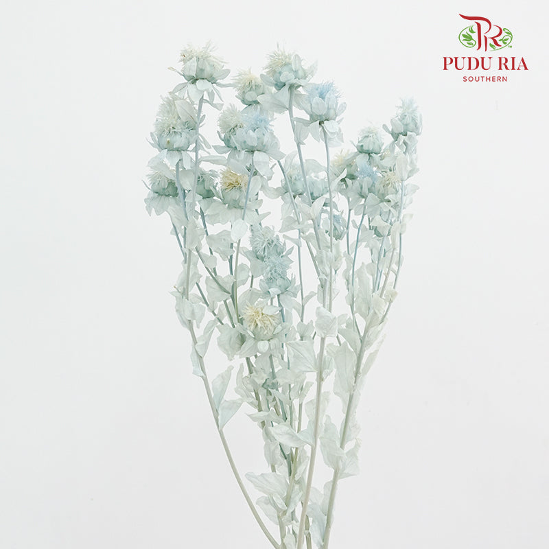 Dry Safflower - Light Blue