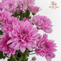 Chrysanthemum Pompom Purple (10-12 Stems) - Pudu Ria Florist Southern